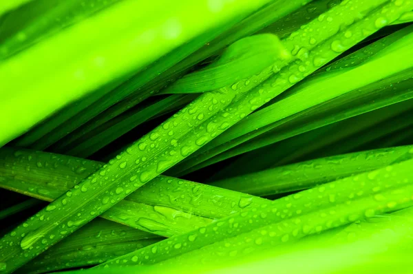 Herbe verte fraîche Photo De Stock