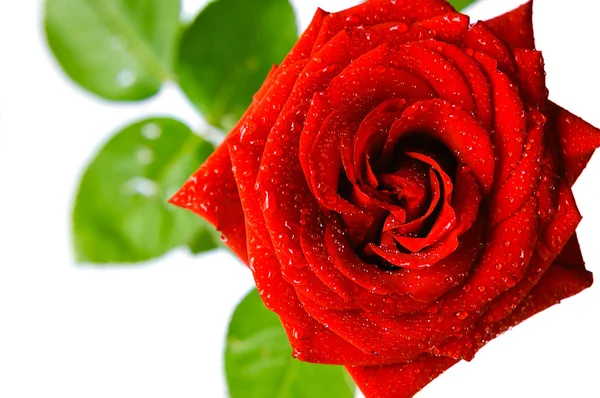 Красная роза Лицензионные Стоковые Изображения