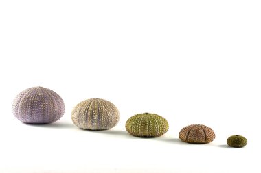 beyaz deniz kestanesi