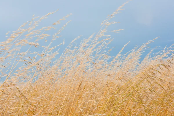 Campo di erba — Foto Stock