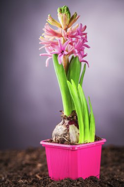 pembe sümbül