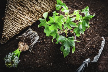 küçük saksı fidan