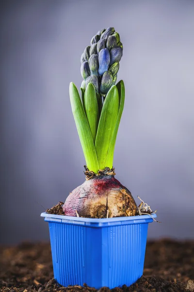 Blue hyacinth — Stock Photo, Image