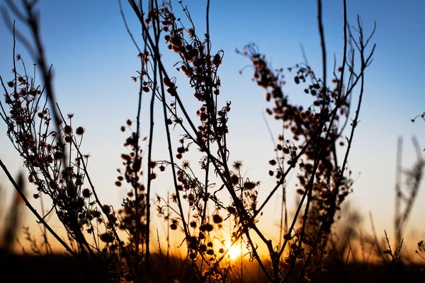 Ölü dallar ve arka ışık çiçek — Stok fotoğraf