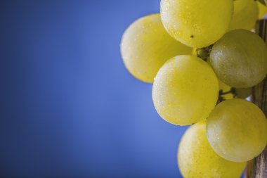 Sarı üzüm