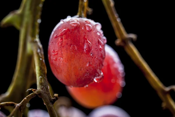 Макрокрасный виноград — стоковое фото