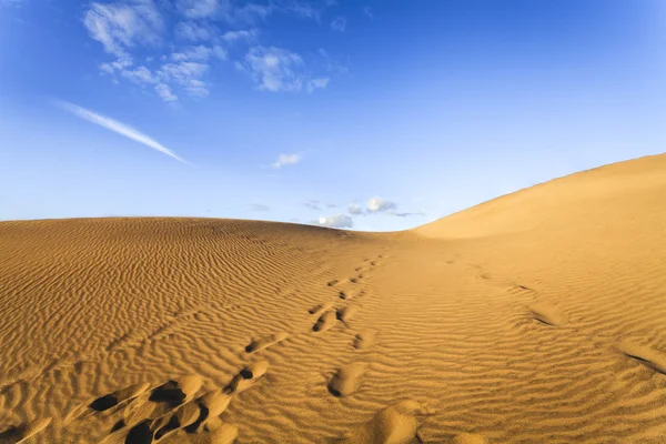 Sanddünen — Stockfoto