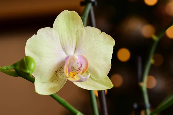 Beautiful White Orchid Blossoming — Stockfoto