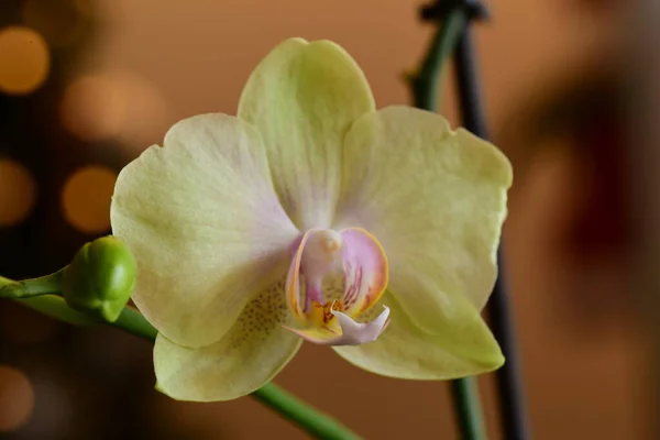 Beautiful White Orchid Blossoming —  Fotos de Stock