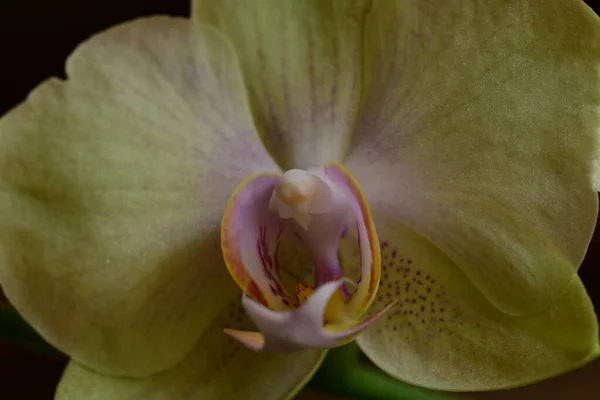 Beautiful White Orchid Blossoming — Stockfoto