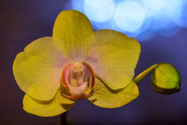 Orchid Blossoming Beautiful Bokeh Effect Background — Stockfoto