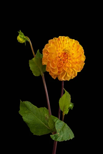Beaux Arts Floraux Nature Morte Détail Couleur Macro Fleur Image — Photo