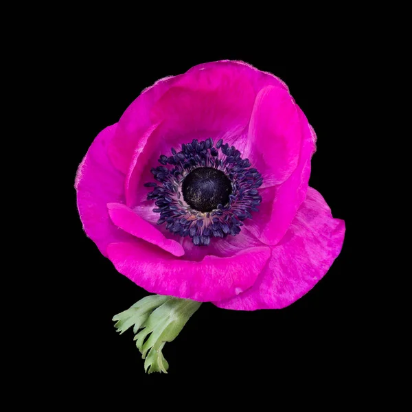 Tek Bir Izole Edilmiş Pembe Şakayık Çiçeğinin Üst Görünüm Makrosu — Stok fotoğraf