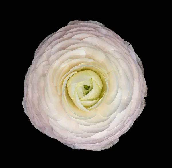 Rosa Fiori Ranuncolo Bianco Bella Natura Morta Arte Una Singola Foto Stock