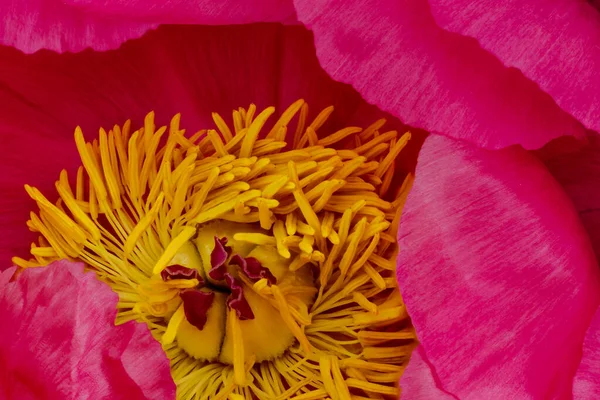 Vibrante Rosa Peonia Fiore Cuore Vista Dall Alto Macro Stile — Foto Stock