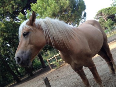 cervia içinde sarışın atlar