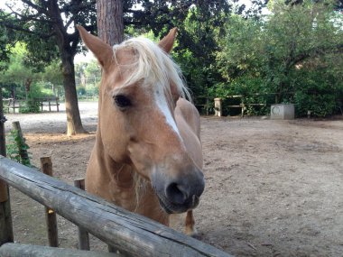 cervia içinde sarışın atlar