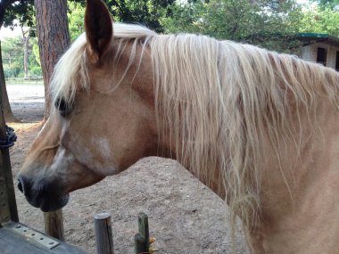 cervia içinde sarışın atlar