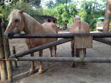 cervia içinde sarışın atlar