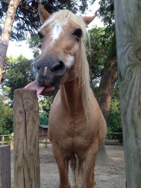 cervia içinde sarışın atlar