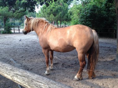 cervia içinde sarışın atlar