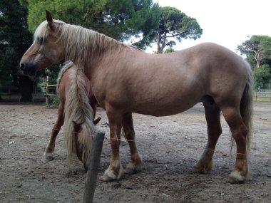 cervia içinde sarışın atlar