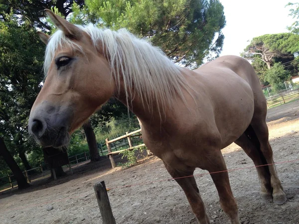 Лошади блондинки в Червии — стоковое фото