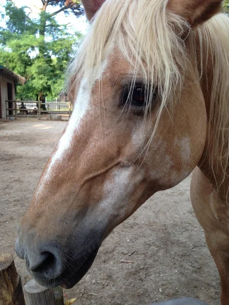 Blonde Pferde in Cervia — Stockfoto