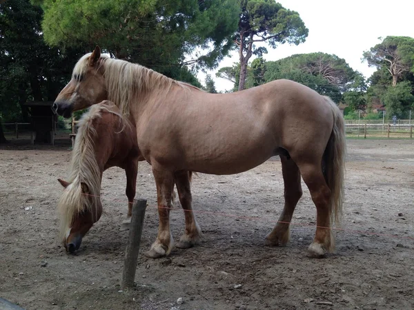 Blonde Pferde in Cervia — Stockfoto