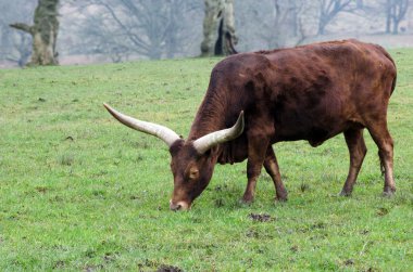 Ankole inek