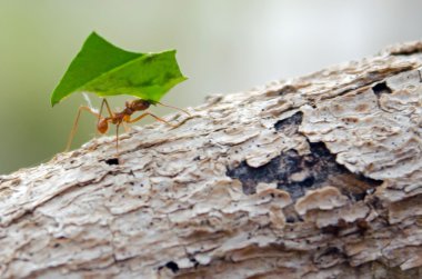 Leaf Cutter Ant on log clipart