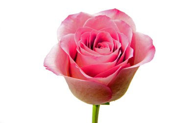 Beyaz arkaplanda pembe gül