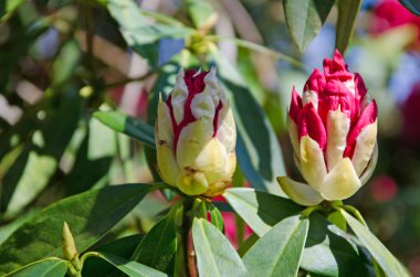 ormangülü tomurcuklar