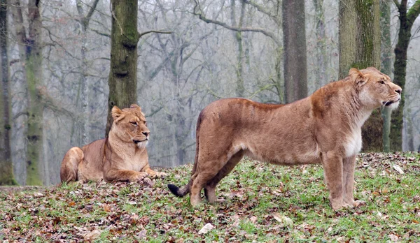 Ein Löwenpaar — Stockfoto
