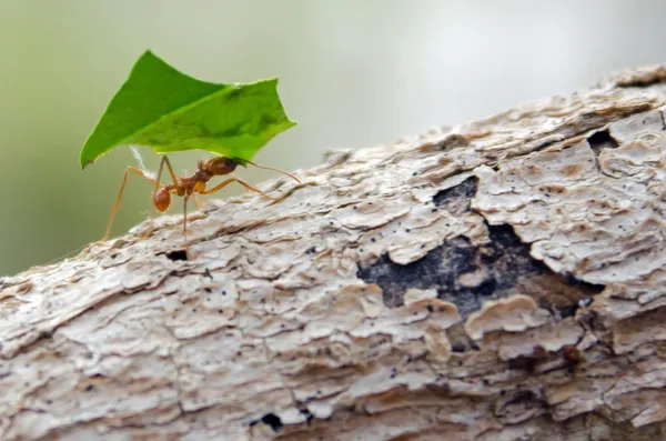 Blad cutter mier op log — Stockfoto