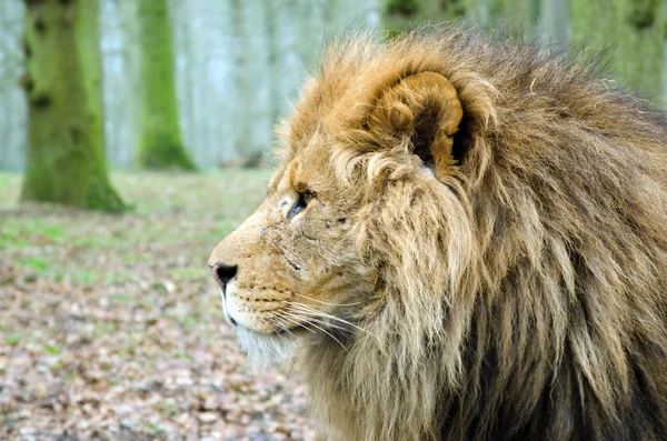 Male Lion — Stock Photo, Image