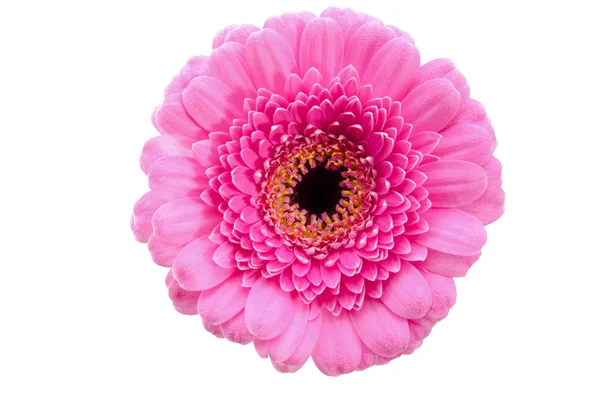 Rosafarbene Gerbera — Stockfoto