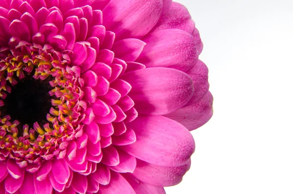 Pink Gerbera daisey — Stock Photo, Image