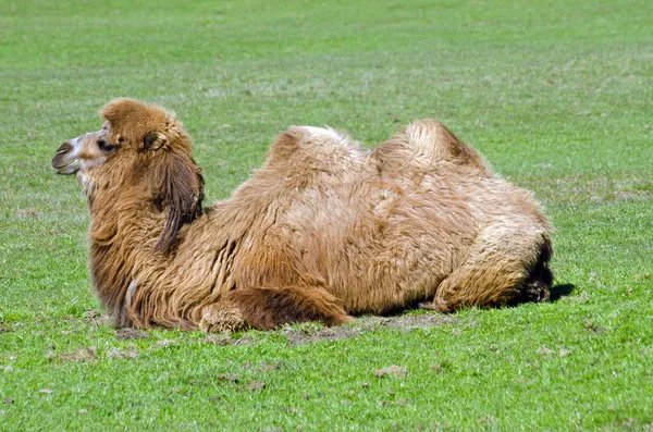 Bactrian Camel — Stock Photo, Image