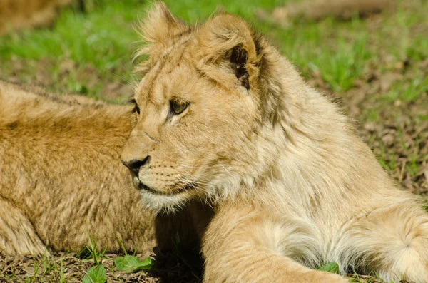 Lion Cub — Stock Photo, Image