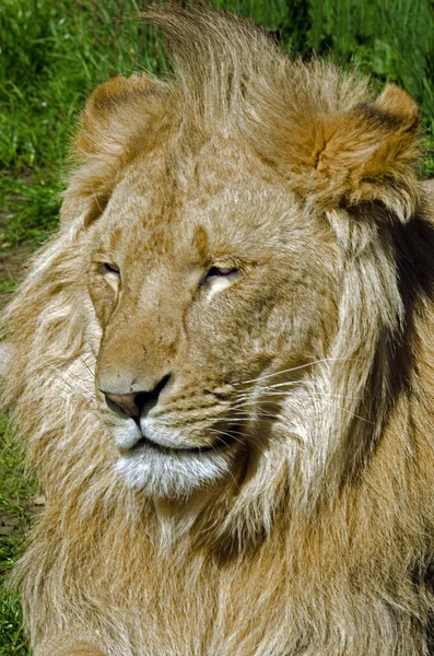 Male Lion — Stock Photo, Image