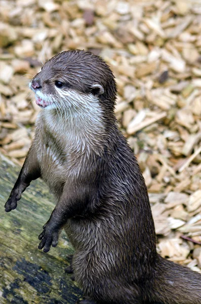 Asian Short Clawed Otter — Stock Photo, Image