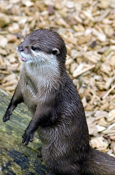 Asiatischer Kurzkrallenotter — Stockfoto