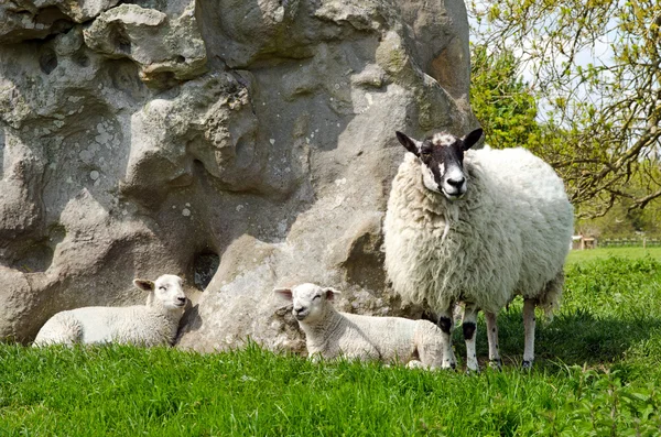 Jagnięta z owiec maciorek — Zdjęcie stockowe