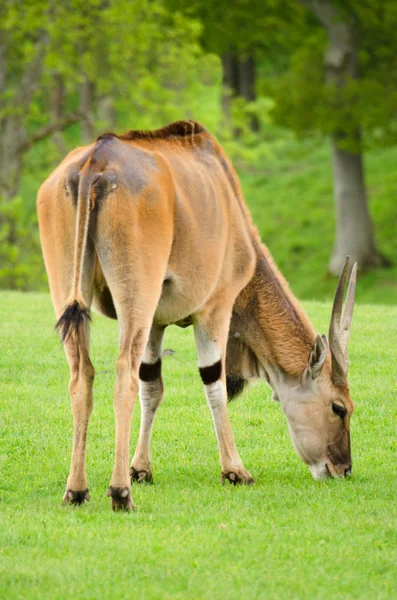 Jovem antílope de Eland — Fotografia de Stock