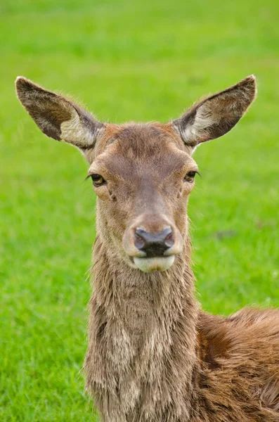 Rothirschweibchen — Stockfoto