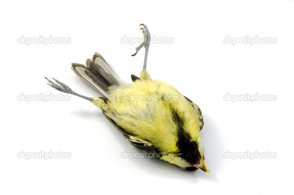 Deceased blue tit