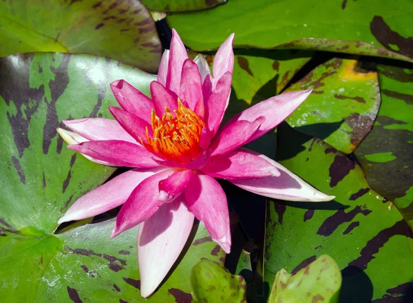 güzel bir hafif pembe nilüfer veya lotus çiçek