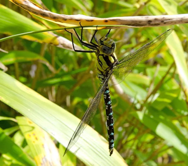 Dragonfly resting on bamboo — Stock Photo, Image