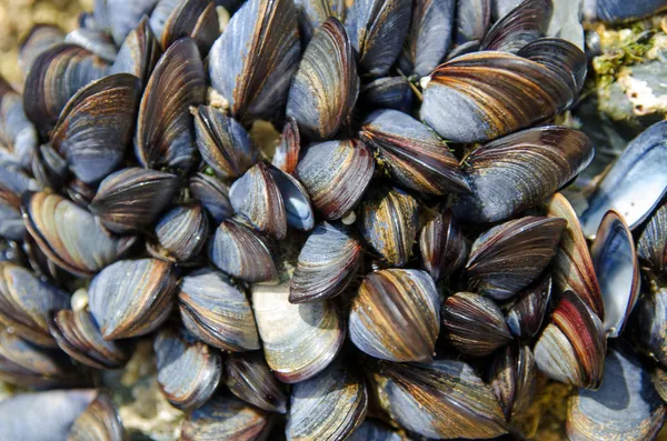 Muschelkolonie — Stockfoto